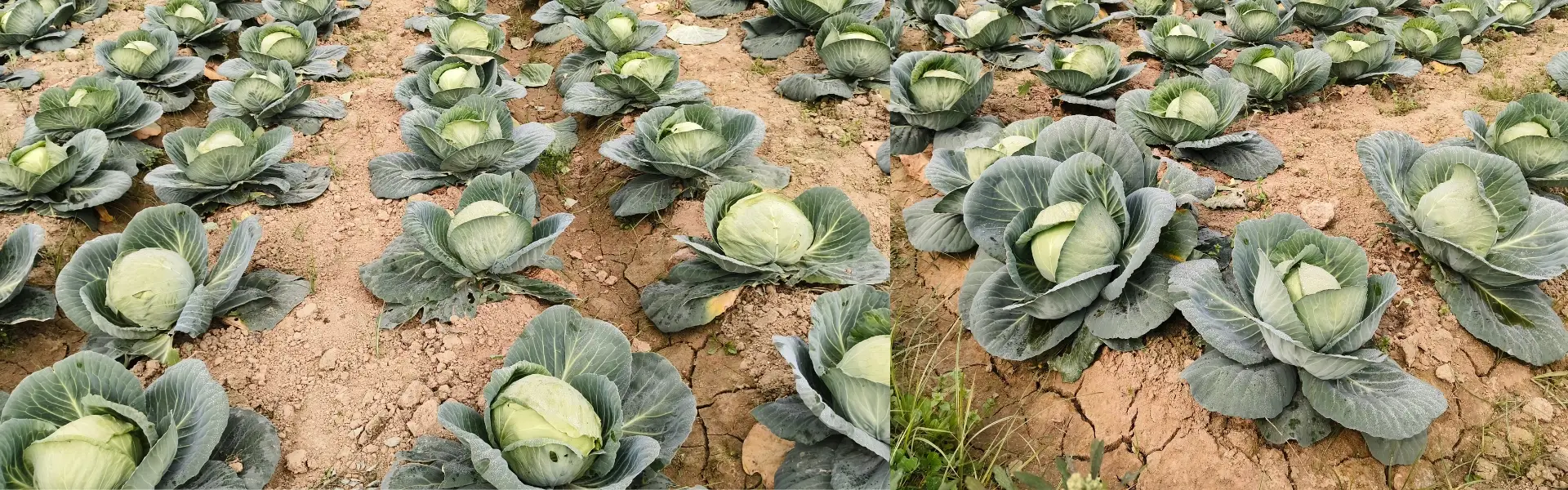 iivr hero image current (11)