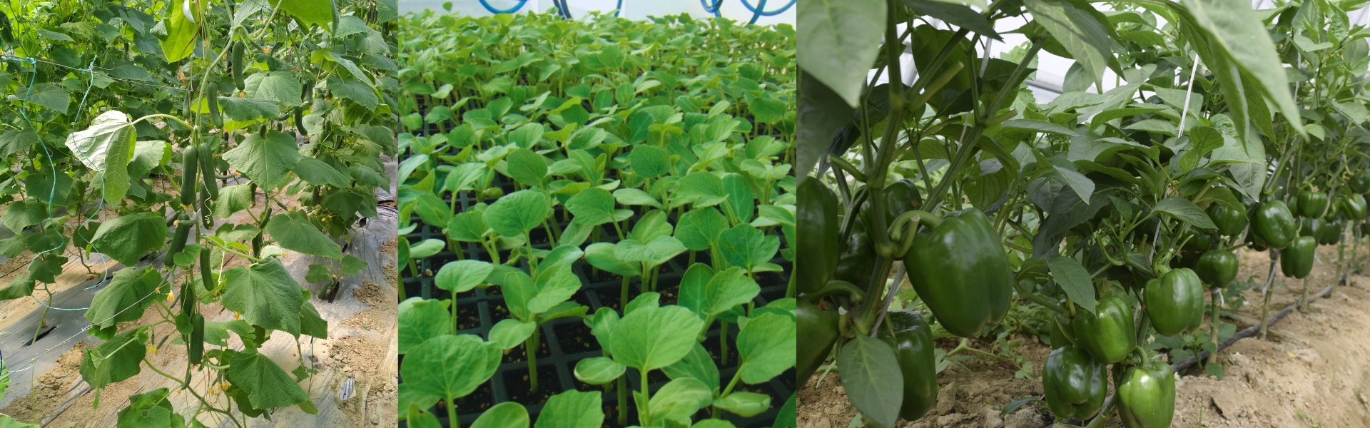 iivr hero image current (2)