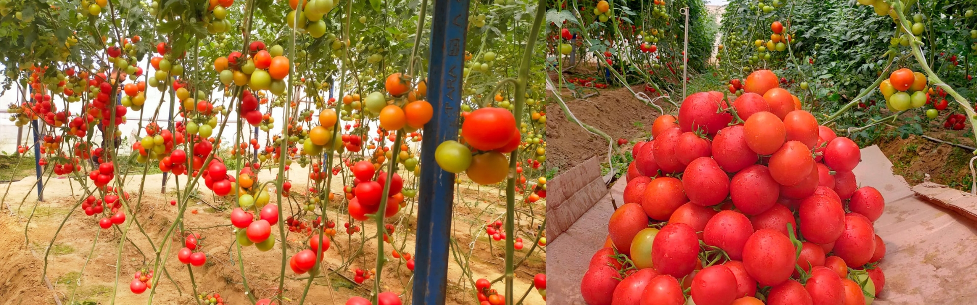 iivr hero image current (3)