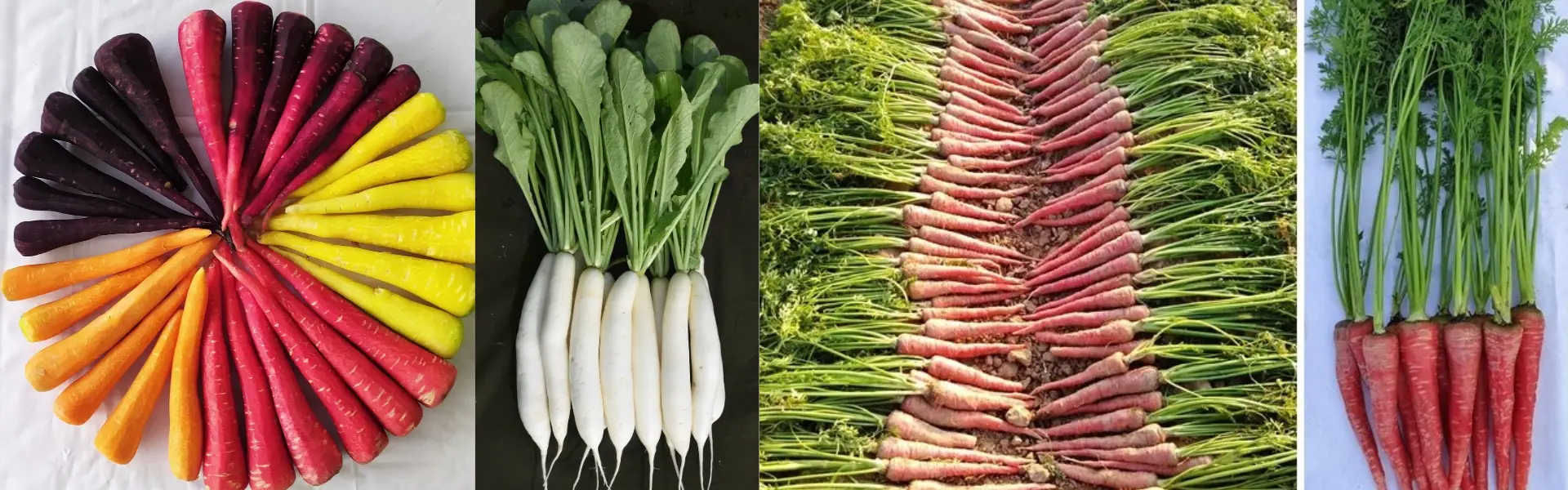 iivr hero image current (4)