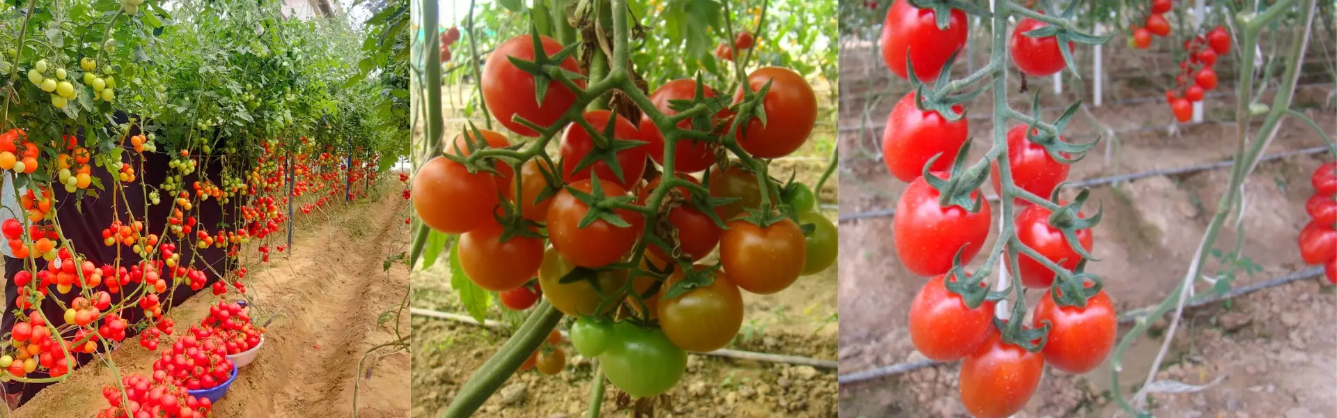 iivr hero image current (5)