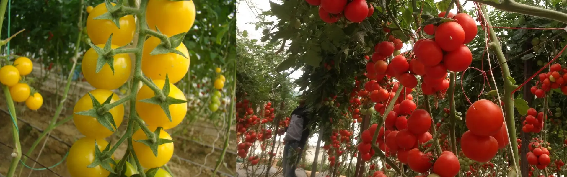 iivr hero image current (6)