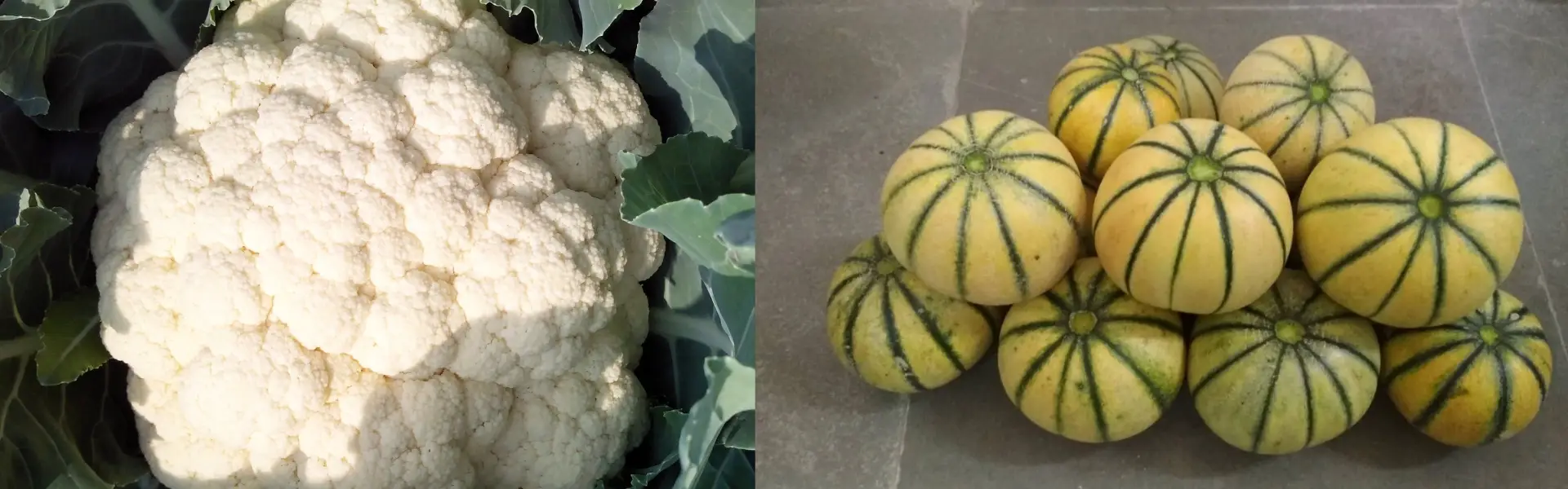 iivr hero image current (7)