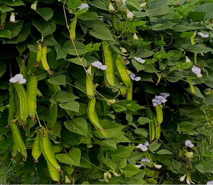 Winged bean variety Kashi Annapurna