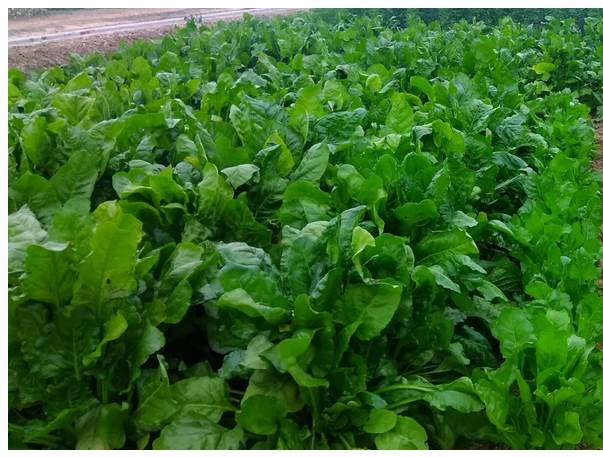 Spinach beet variety Kashi Baramasi