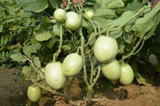 Kashi Brinjal Green Round