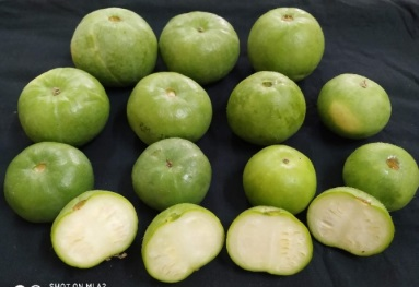 Round Melon variety Kashi Hari