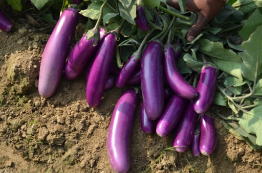 Kashi Manohar (Hybrid)