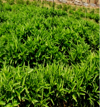 Water spinach variety Kashi Manu