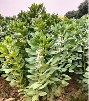 Kashi Sampada – Faba Bean