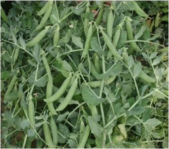 Kashi Kashi-Samridhi