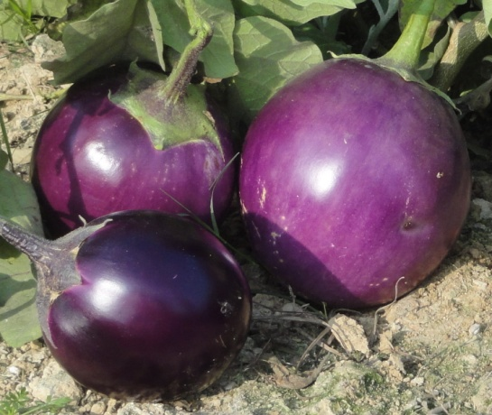 Kashi Sandesh (Hybrid)