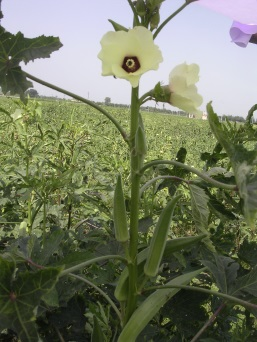 Kashi Kashi-Satdhari