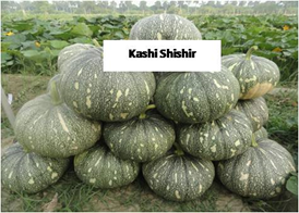 Kashi Shishir Hybrid