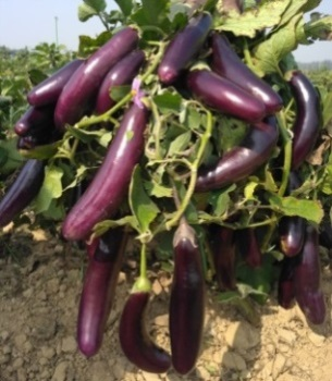 Kashi Utsav (Hybrid)