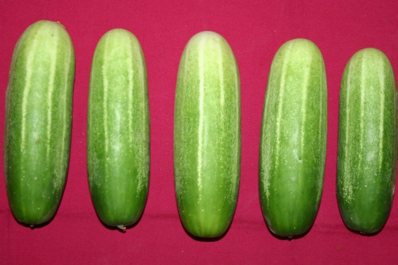 Kashi Nutan (Hybrid)