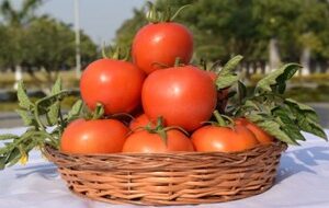 Tomato - Kashi Aman