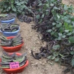 Indian bean (Dolichos bean) Kashi Bouni Sem-18