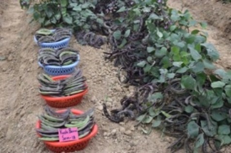 Indian bean (Dolichos bean) Kashi Bouni Sem-18