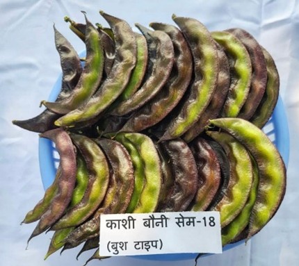 Indian bean (Dolichos bean) Kashi Bouni Sem-18 - Image 2