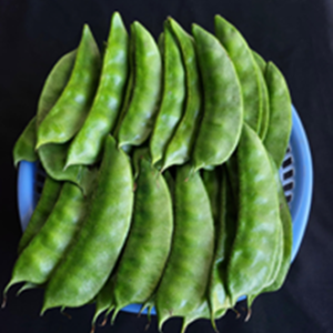 Indian bean (Dolichos bean) Kashi Bouni Sem-207