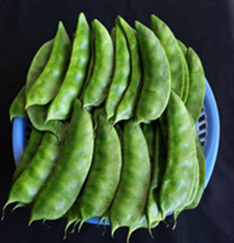 Indian bean (Dolichos bean) Kashi Bouni Sem-207