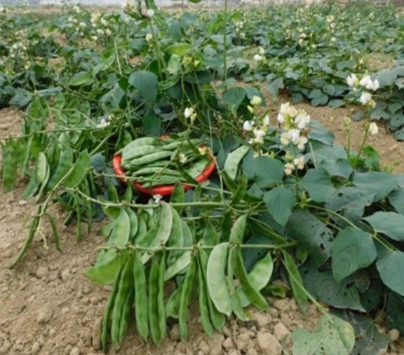 Indian bean (Dolichos bean) Kashi Bouni Sem-207 - Image 2
