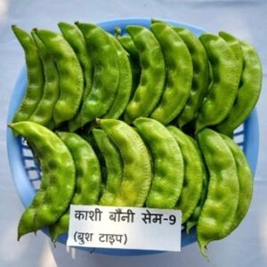 Indian bean (Dolichos bean) Kashi Bouni Sem-9