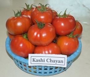 Tomato Kashi Chayan