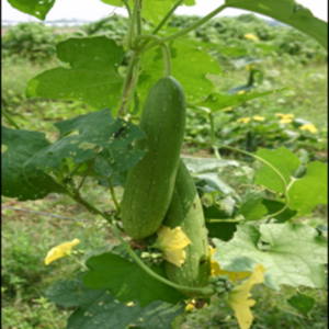 Sponge gourd Kashi Divya