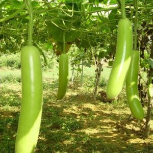 Bottle gourd - Kashi Ganga