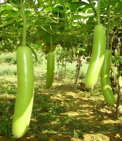 Bottle gourd - Kashi Ganga