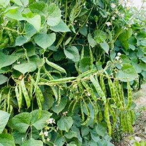 Indian bean Kashi Haritima