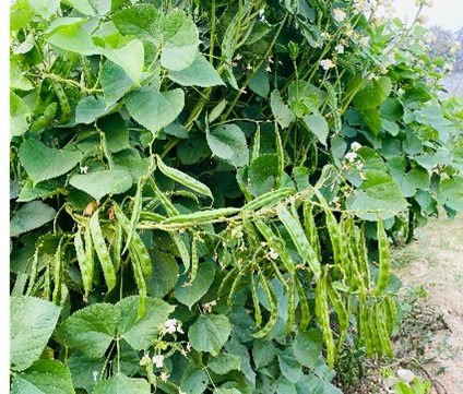 Indian bean Kashi Haritima
