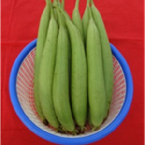 Sponge gourd Kashi Jyoti
