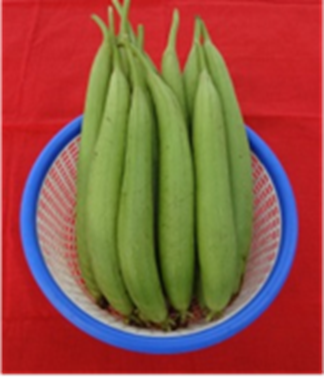 Sponge gourd Kashi Jyoti