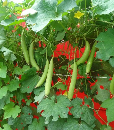 Sponge gourd Kashi Jyoti - Image 2