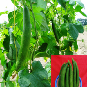 Sponge gourd Kashi Kalyani