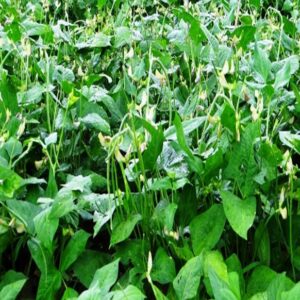 Cowpea Kashi Kanchan