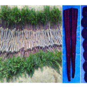 Carrot Kashi Krishna