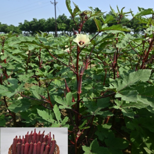 Okra Kashi Lalima