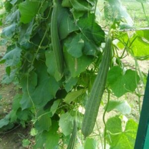 Ridge gourd Kashi Nanda