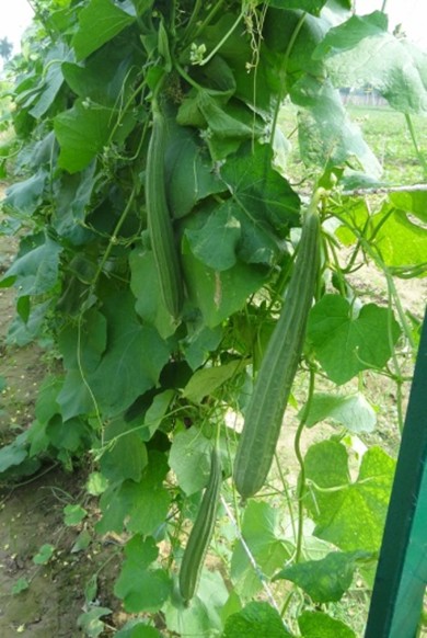 Ridge gourd Kashi Nanda