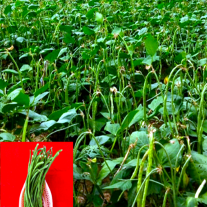 Cowpea - Kashi Nidhi