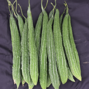 Bitter gourd - Kashi Pratishtha