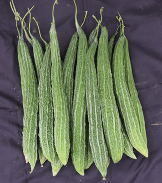 Bitter gourd - Kashi Pratishtha