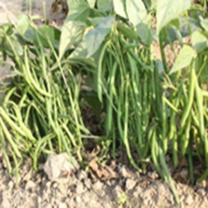 French bean Kashi Rajhans