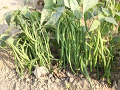 French bean Kashi Rajhans