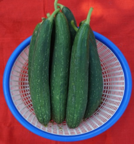 Sponge gourd Kashi Rakshita (Hybrid)