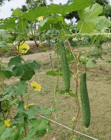 Sponge gourd Kashi Rakshita (Hybrid) - Image 2